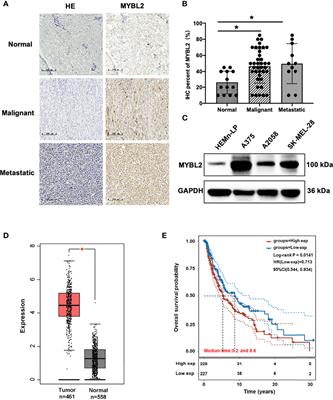 Downstream Regulatory Network of MYBL2 Mediating Its Oncogenic Role in Melanoma